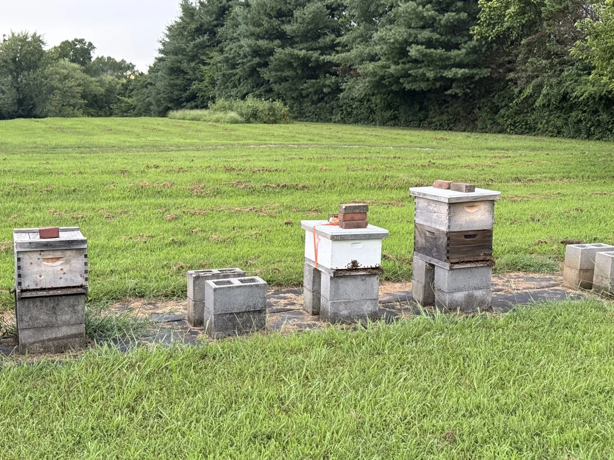 Pa’s Honey hives beside a green field and wooded tree line